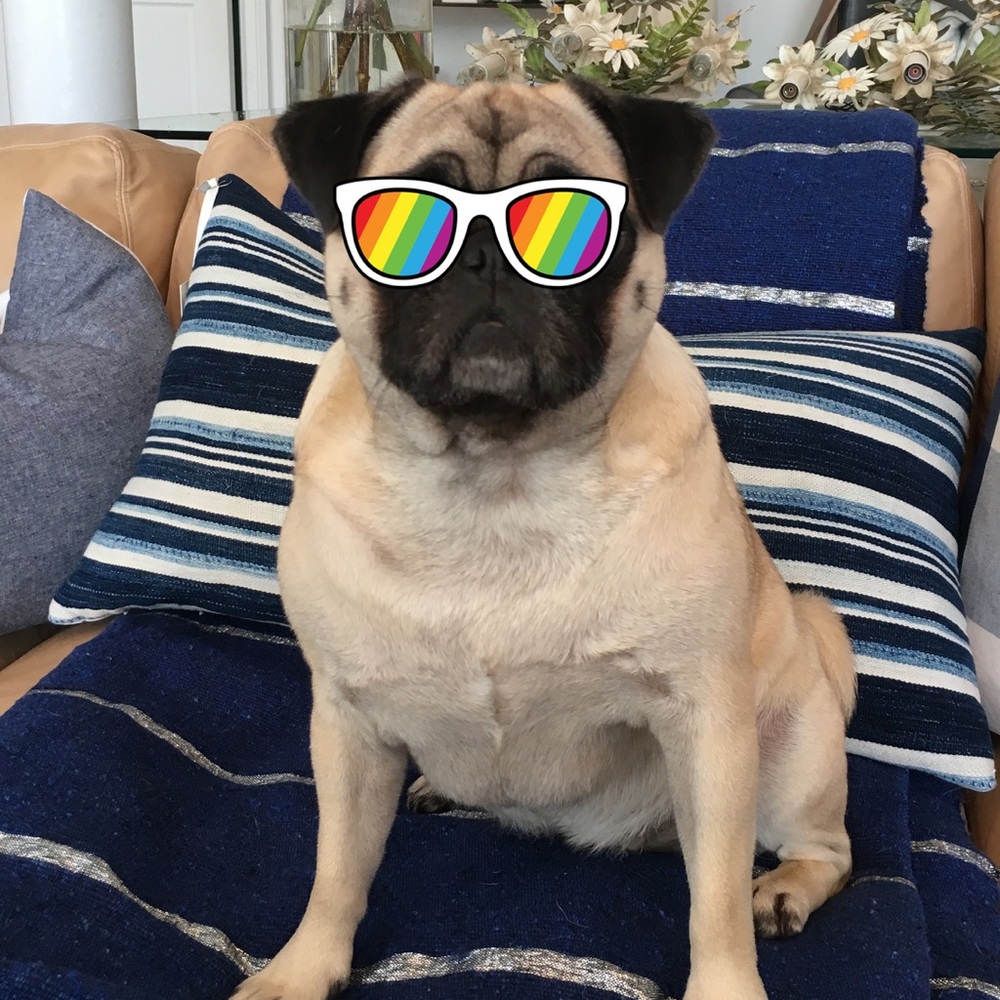 Meet your Posher, Penny the pug